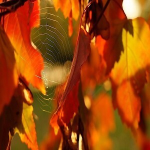 Паутинки "бабьего" лета. «Ирис» от Фирсанова